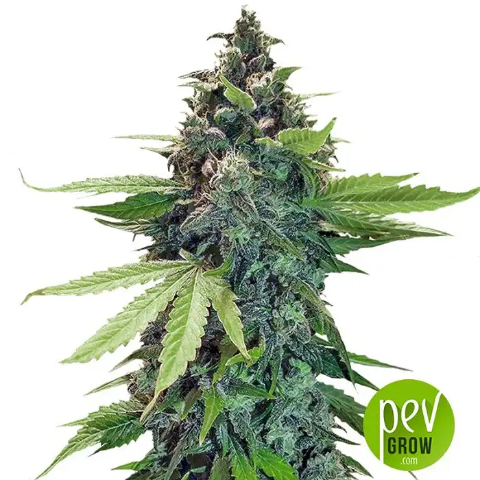 Sticky Fingers Auto - Seed Stockers