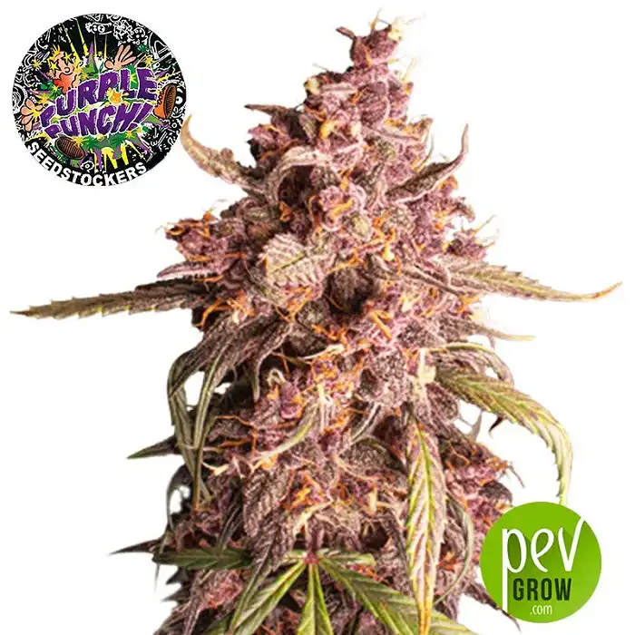 Purple Punch Auto - Seed Stockers - Antistress!