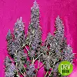 Purple Punch Auto plant - Seed Stockers