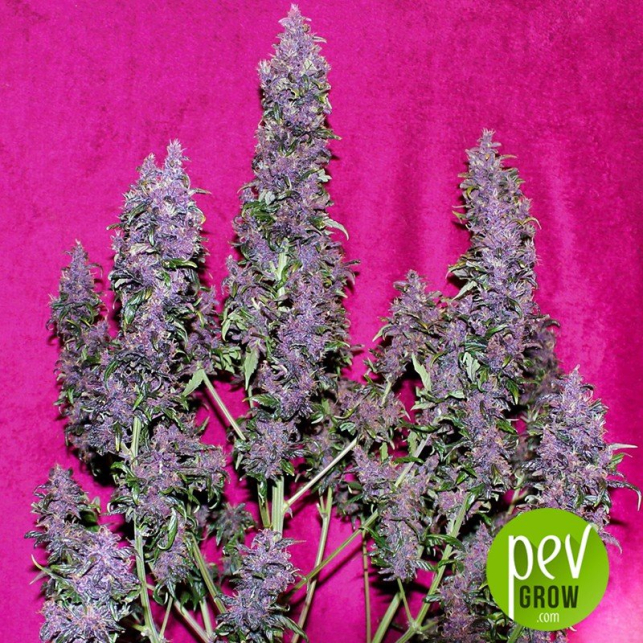 Purple Punch Auto - Seed Stockers