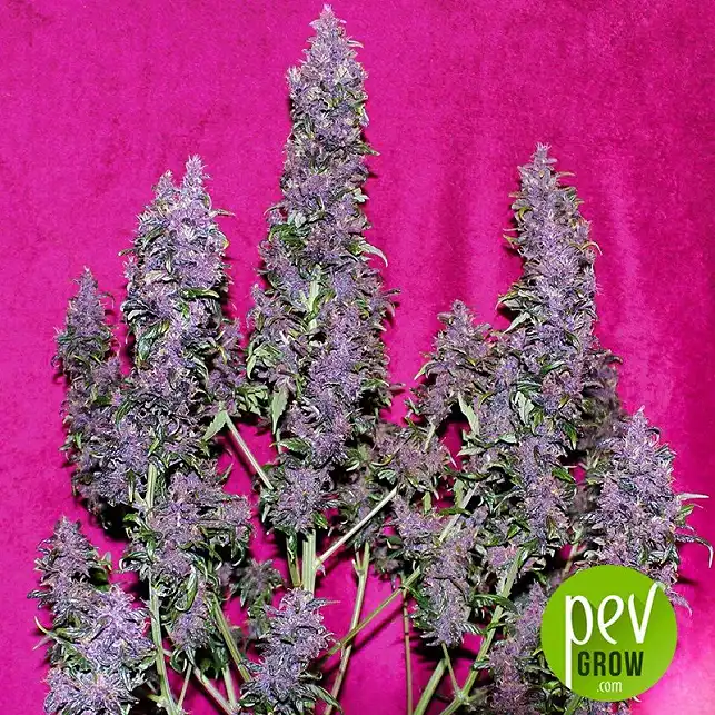 Purple Punch Auto planta - Seed Stockers