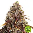 Gelato 41 - Seed Stockers