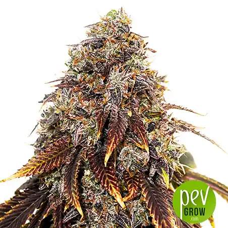 Gelato 41 - Seed Stockers