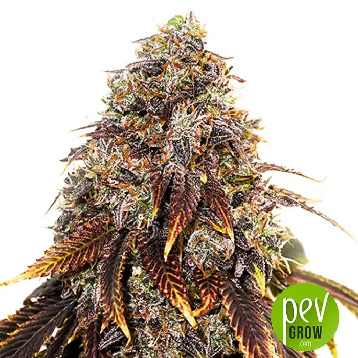 Gelato 41 - Seed Stockers