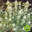 Gelato 41 - Seed Stockers 1