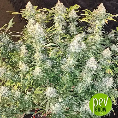 Gelato 41 - Seed Stockers 1