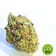 Wedding Cake bud - Seed Stockers
