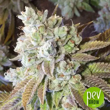 Wedding Cake - Seed Stockers