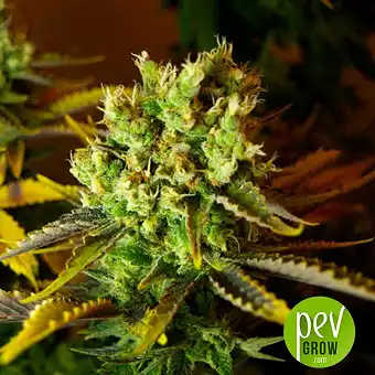 Santa Marta Haze - Seed Stockers