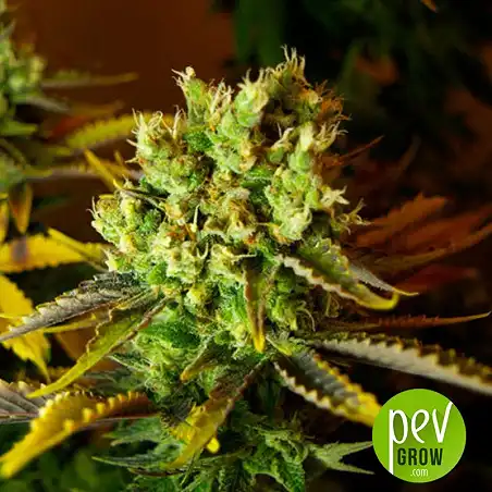 Santa Marta Haze - Seed Stockers