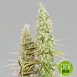Santa Marta Haze plant - Seed Stockers
