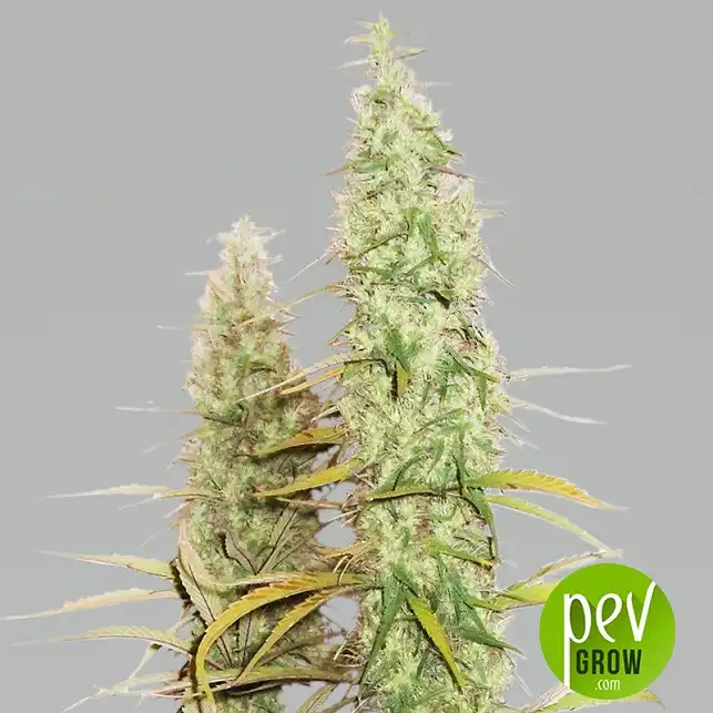 Santa Marta Haze plant - Seed Stockers