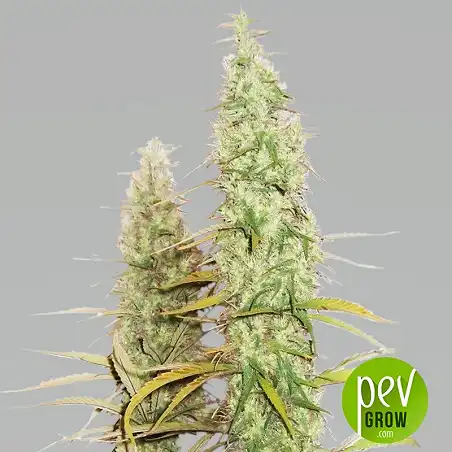 Santa Marta Haze plant - Seed Stockers