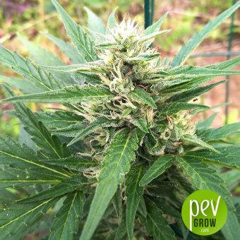 Santa Marta Haze Auto