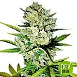 Super Skunk - Seed Stockers