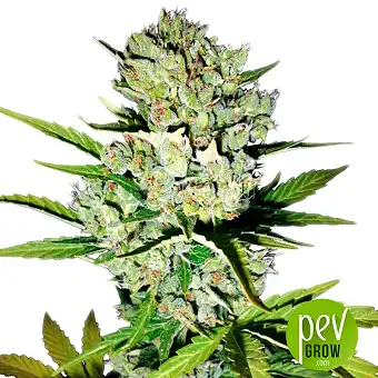 Super Skunk - Seed Stockers