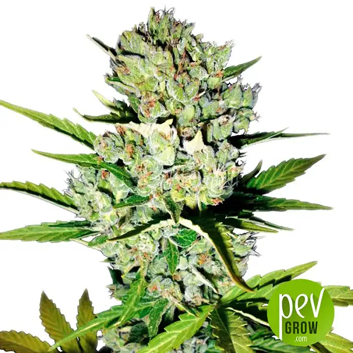 Super Skunk - Seed Stockers