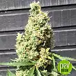AK420 - Seed Stockers