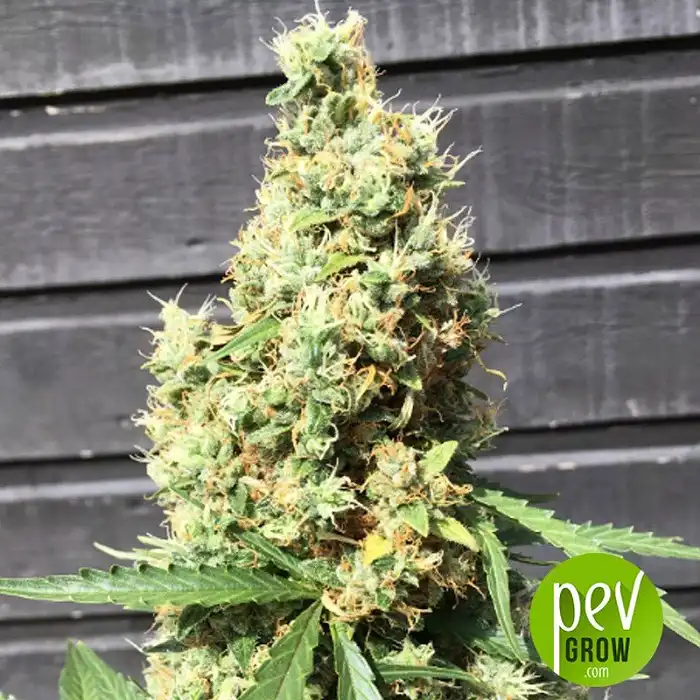 AK420 - Seed Stockers