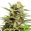 Auto White Widow plant - Mr Hide