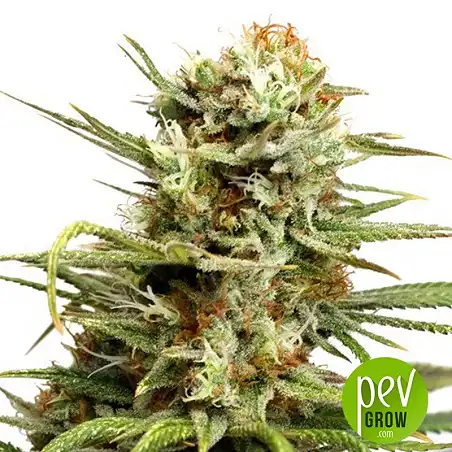 Auto White Widow planta - Mr Hide