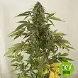 Auto White Widow - Mr Hide