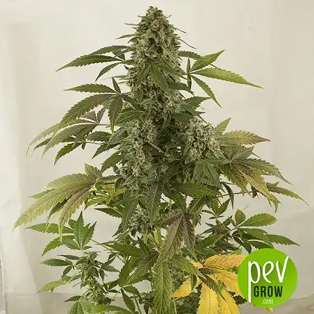 Auto White Widow - Mr Hide