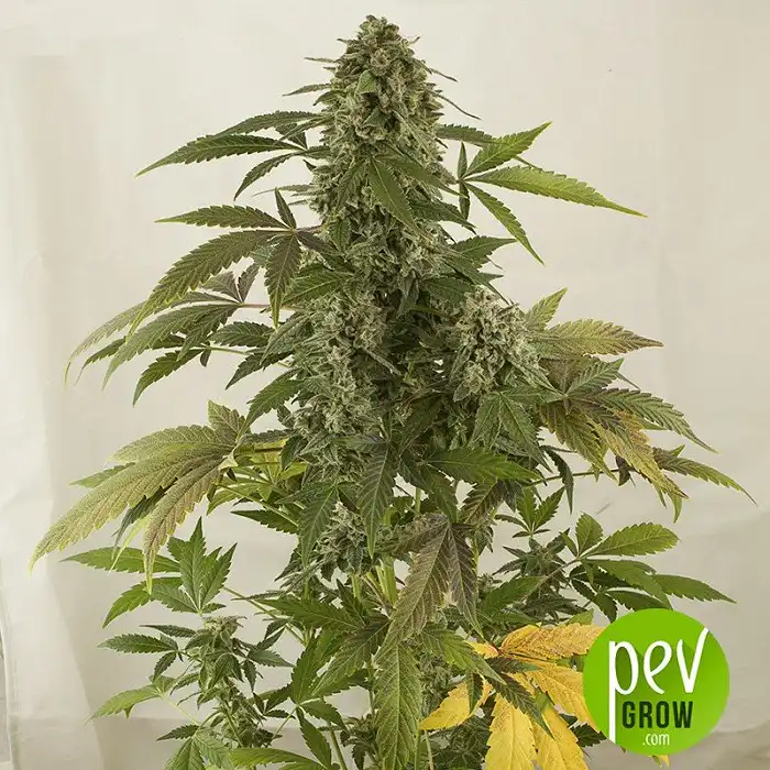 Auto White Widow - Mr Hide