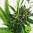 Without THC plant - Mr Hide Seeds