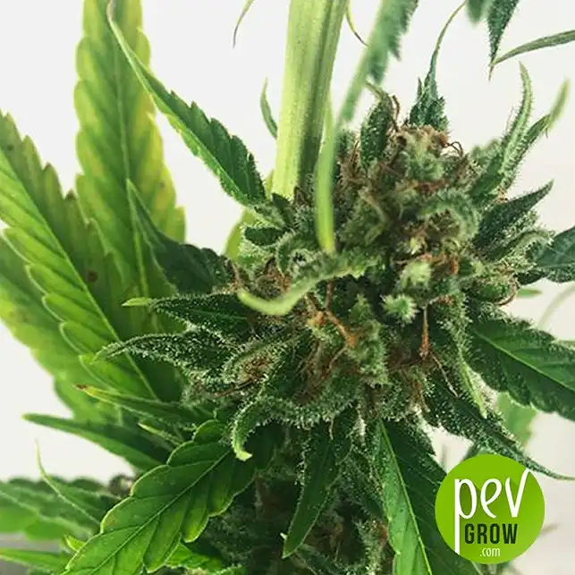 Without THC plante - Mr Hide Seeds
