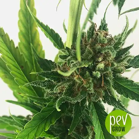 Without THC plant - Mr Hide Seeds