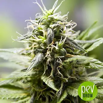 Without THC - Mr Hide Seeds