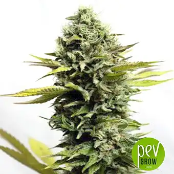 Mr Big Candy - Mr Hide Seeds