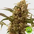 Mr Mango Crack - Mr Hide Seeds