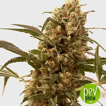 Mr Mango Crack - Mr Hide Seeds