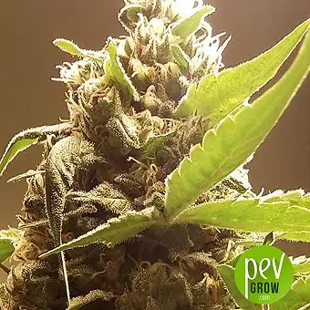 Mr Gorilla Cream - Mr Hide Seeds