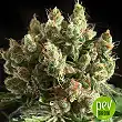 Txerri Bilbo Haze - Genehtik Seeds