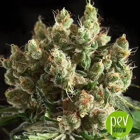 Txerri Bilbo Haze - Genehtik Seeds