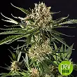 Txerri Bilbo Haze plant - Genehtik Seeds
