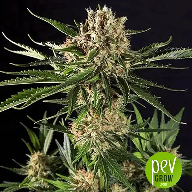 Txerri Bilbo Haze plant - Genehtik Seeds