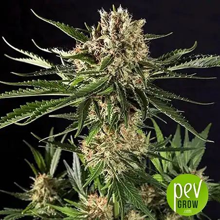Txerri Bilbo Haze plant - Genehtik Seeds