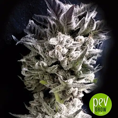 Petro $ OG - The Kush Brothers