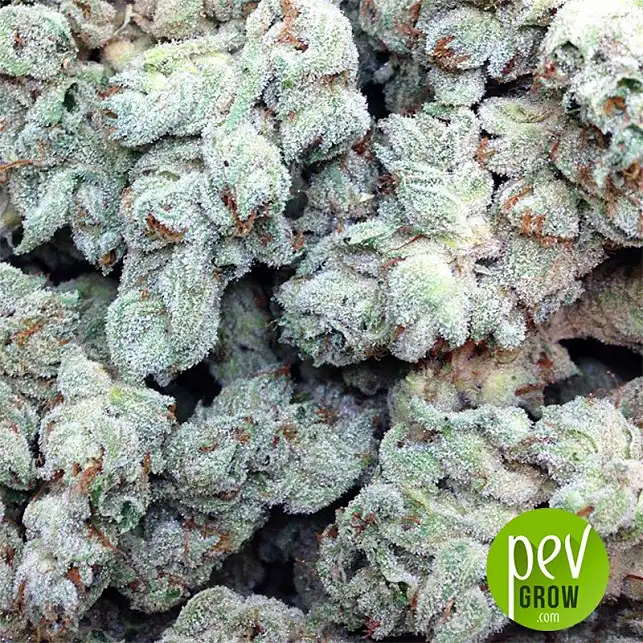 Petro $ OG bourgeons - The Kush Brothers