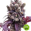 Gelato Royal - The Kush Brothers