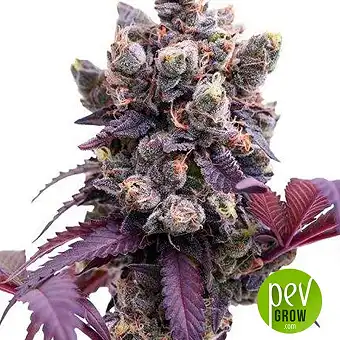 Gelato Royal - The Kush Brothers