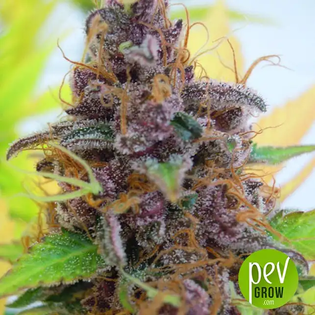 Gelato Royal plante - The Kush Brothers