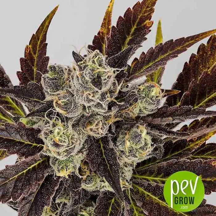 Banana Sherbet - The Kush Brothers