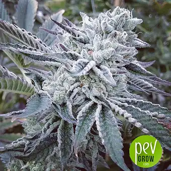 Cheese Cake Cookies - The Kush Brothers