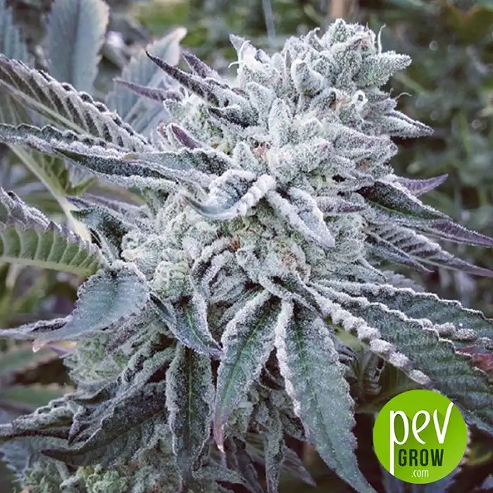 Cheese Cake Cookies - The Kush Brothers