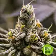 Dosidoss - The Kush Brothers